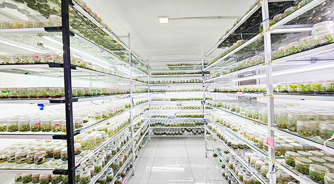 Growth rooms at Ranmal Flora