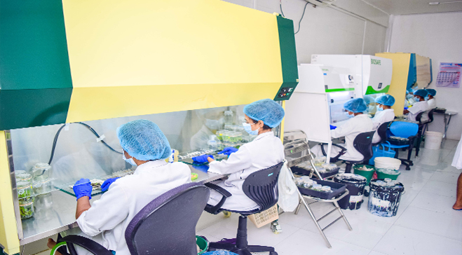 Tissue culture workstations at Ranmal Flora
