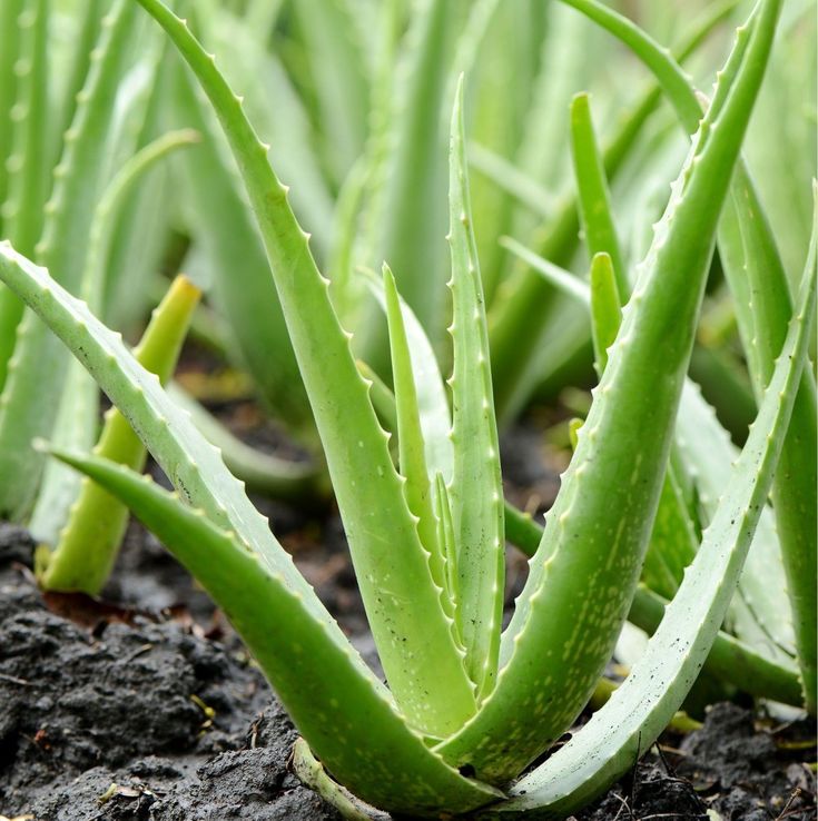 Aloe Vera plants