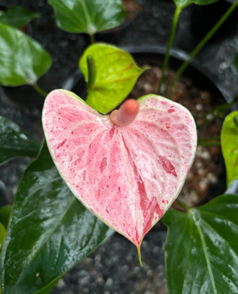 Anthurium multicolor