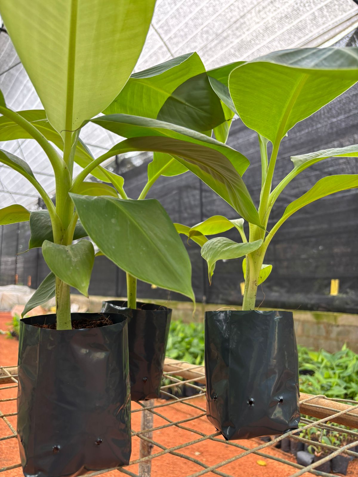 Banana tissue culture plants