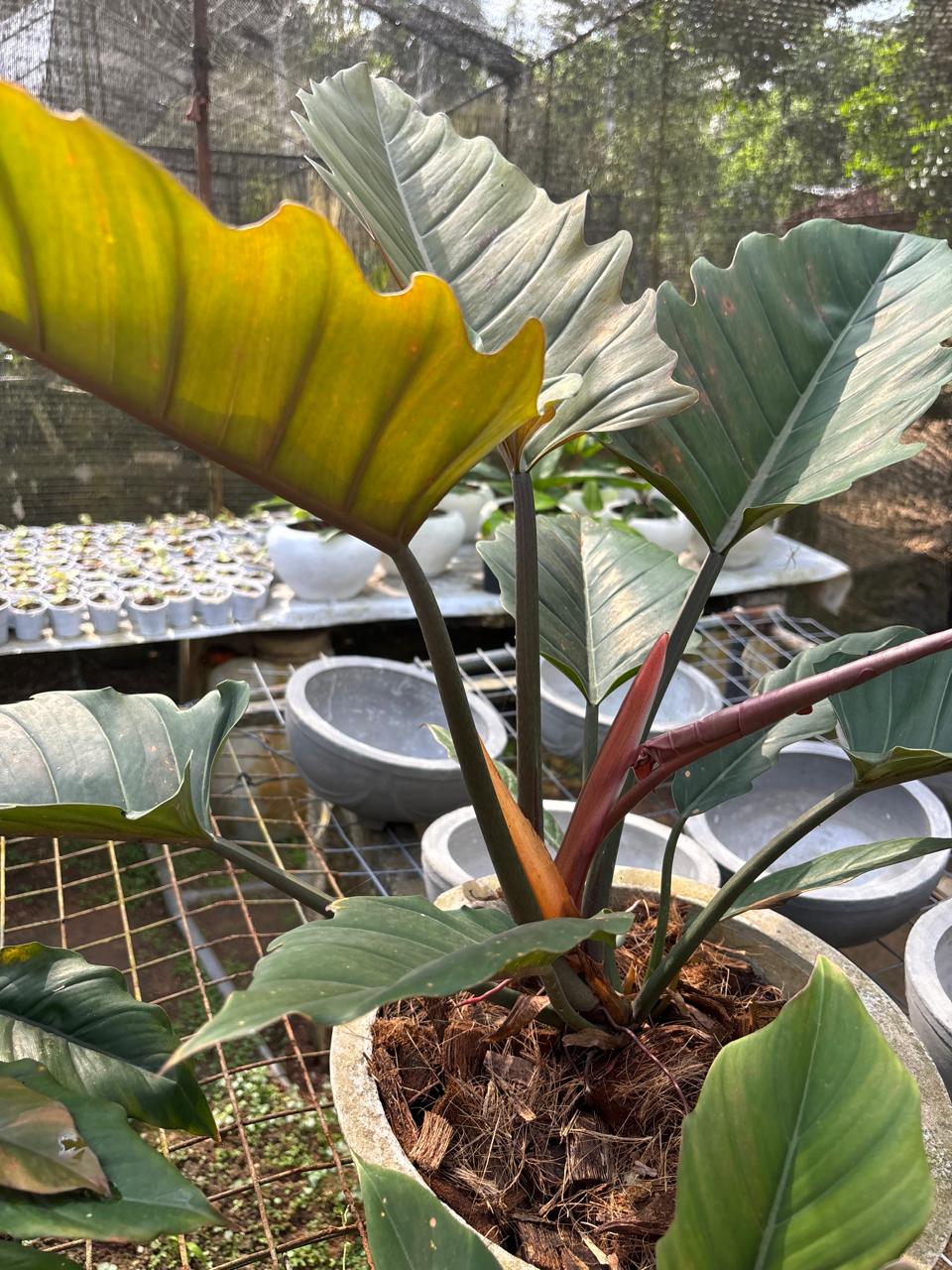 Philodendron Caramel Marble