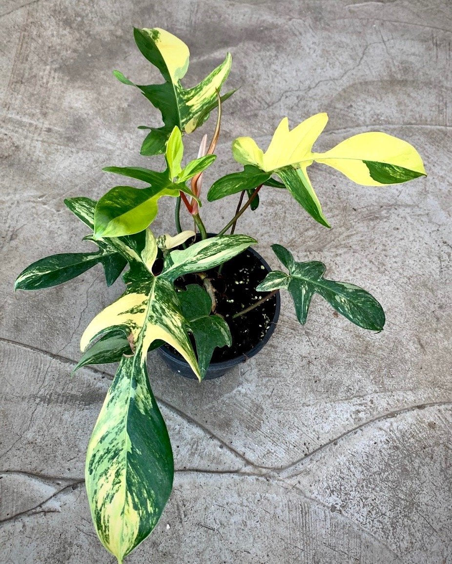 Philodendron Florida Beauty