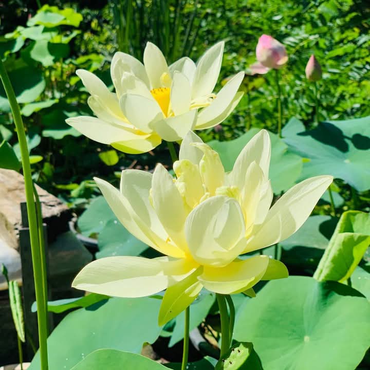 Lotus and Water Lily plants
