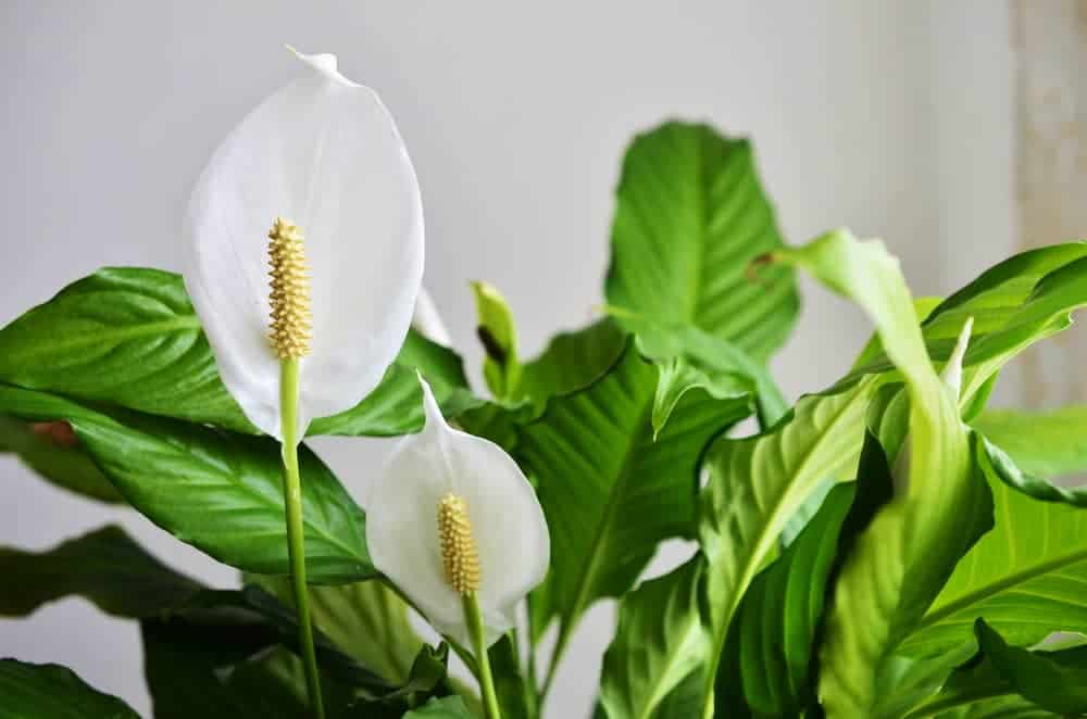 Peace Lily plant