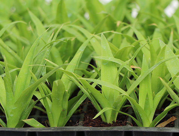 Pineapple tissue culture plants