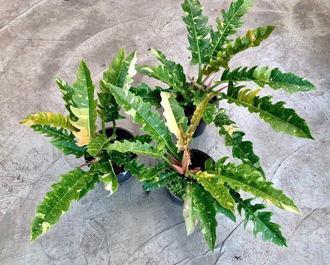 Philodendron Ring of Fire